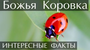 Божья коровка. Интересные факты