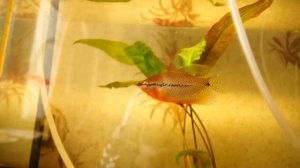 Жемчужный гурами, гнездо в начале нереста, сбор икры