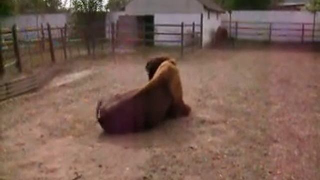 Бизон!!! смотреть онлайн