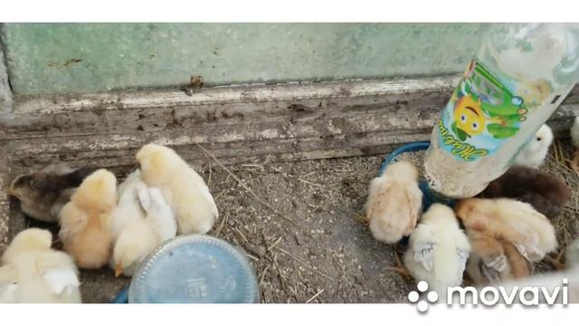 Полноводее в огороде// взвесил всю птицу смотреть онлайн