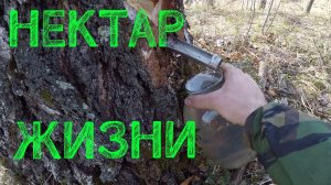 КОП ШУРФ ДОМОВОЙ ЯМЫ!СОК БЕРЁЗОВЫЙ НЕКТАР ЖИЗНИ.