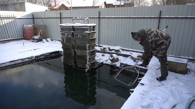 Осетры в искусственном пруду зимой смотреть онлайн