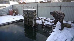Осетры в искусственном пруду зимой