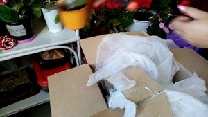 . Распаковка посылки с фиалками. #фиалки  #Красивыецветыдома