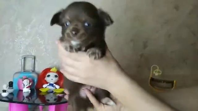 шоколадно подпалый длинношёрстный мальчик чихуахуа Кастропуло Крым Симферополь купить продам резерв