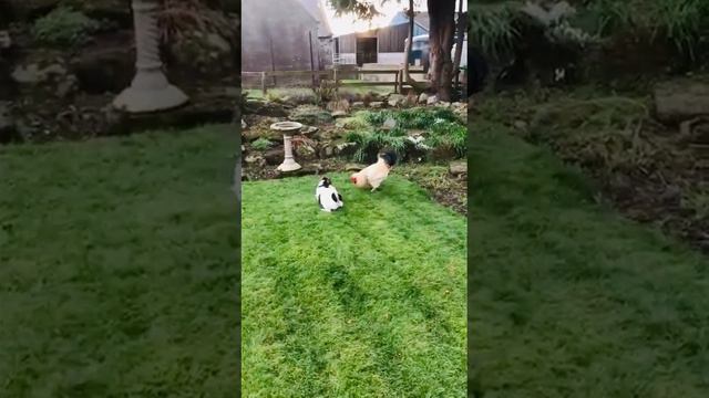 Dog Versus Cockerel! Bob the Jack Russell Plays with His Friend.