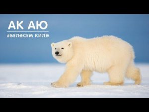 БЕЛӘСЕМ КИЛӘ: ак аю / Белый медведь / Polar bear