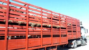 Особенности перевозки крупнорогатого скота в специализированных скотовозах