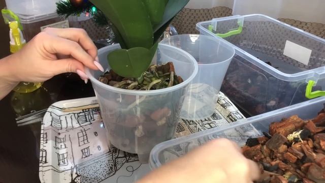 Пересадка двух Орхидей после покупки когда и как