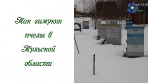 Так зимуют пчелы породы Карника в Тульской области