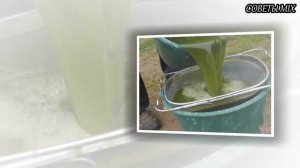 Как крапива творит чудеса на огороде. Эффективное удобрение и борьба с фитофторой на томатах