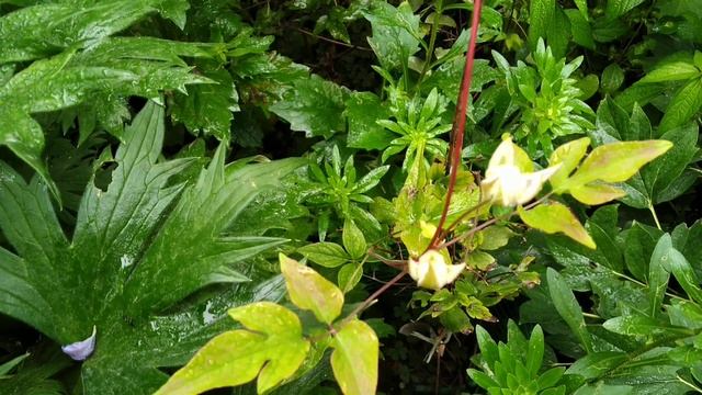 тайга,цветение повторное клематиса . смотреть онлайн