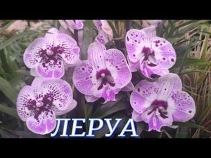 №781/ МОСКОВСКАЯ поставка ШИКАРНЫХ орхидей а ЛЕРУА МЕРЛЕН