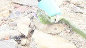 Как шипит змея? Это стоит услышать. Наушники!!