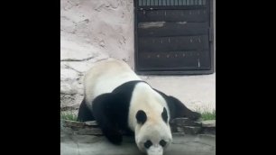 Пандам тоже жарко!