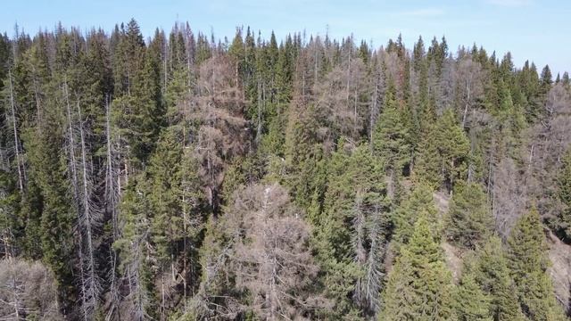 Цапли смотреть онлайн