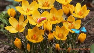 Крокус ботанический Голдилокс (crocus goldilocks) ? обзор: как сажать, луковицы крокусы Голдилокс