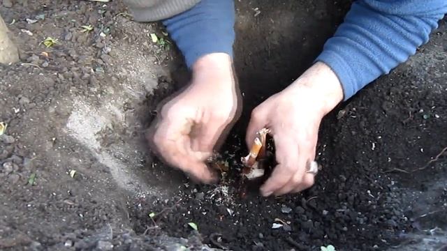 Прививка в подземный штамб методом Якушенко В.Е. смотреть онлайн