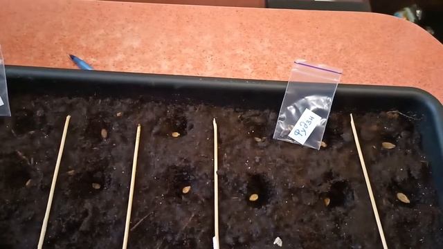 Арбузный сезон 2022. смотреть онлайн