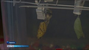 Тюменка занялась разведением тропических бабочек в обычной квартире