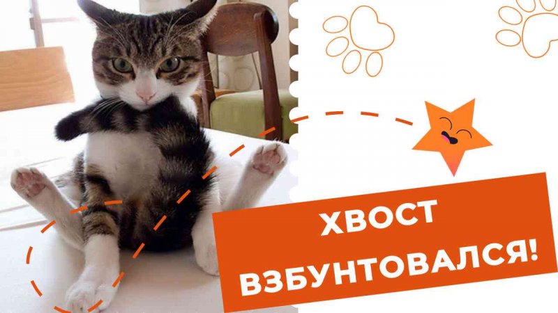 Хвост взбунтовался! 🙀