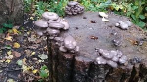 Вешенка на пнях 2019 НАЧАЛО