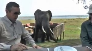 Жестокая Африка. Дикий слон напал на туристов.