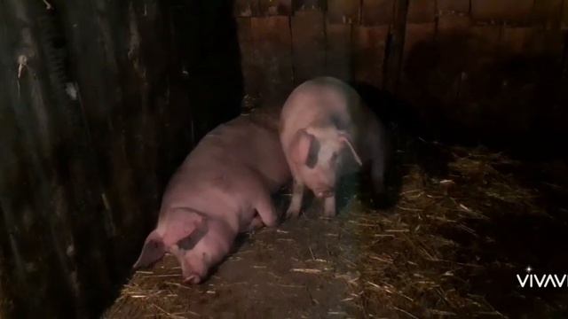 Откорм свиней породы ,,Ландрас"  + ,,Петрен"