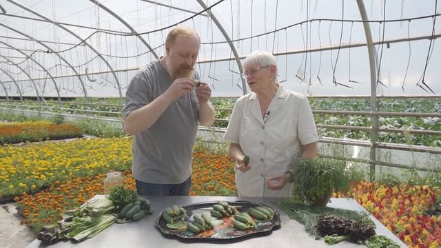 Огурцы корнишоны - новинки смотреть онлайн