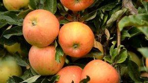 сорт Гала Маст - самое вкусное осеннее яблоко
