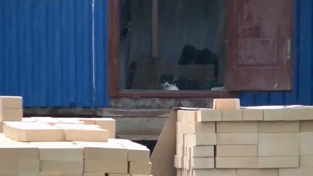 26_07_2016_ЧЕЛ и КОТ_ПЛАСТУНКА_СОЧИ.mp4 смотреть онлайн