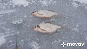 АКВАТОРИЯ - Озернинское водохранилище, деревня Волково, зимняя рыбалка