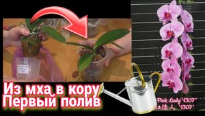 Первый полив орхидеи после пересадки из мха в кору. Всё что необходимо об этом знать.