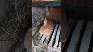 Самая лучшая порода Кроликов Бургундские кролики потомтво из Лпх Моряк