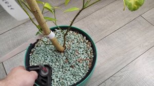 Мексиканский лайм пересорт. Дегустация.