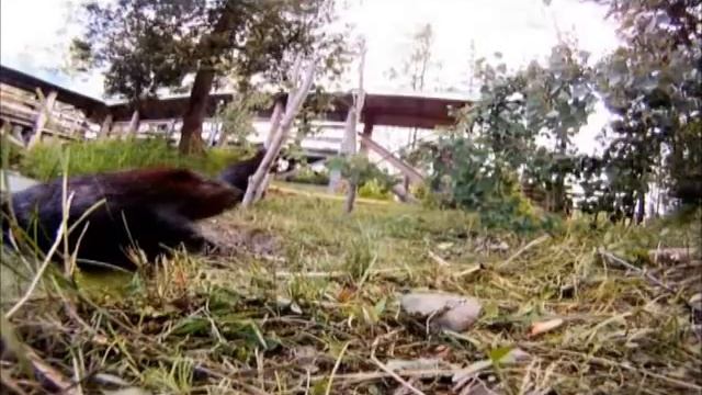 "Zоопарк": "Тайная жизнь бобров" смотреть онлайн