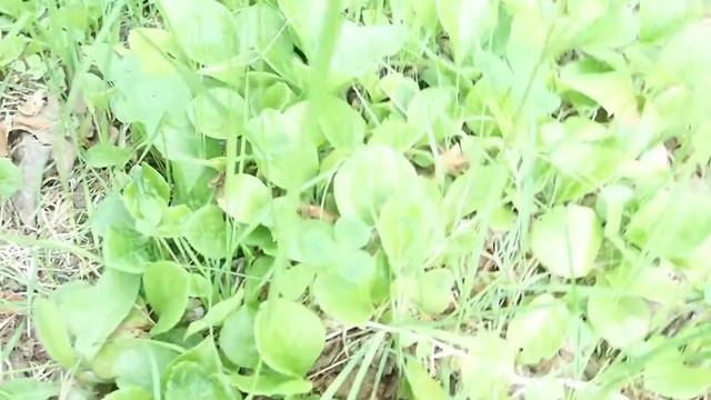 Vaccinium praestans плодоносящие саженцы Красники ( клоповки) с Сахалина по почте +79621222022 смотреть онлайн