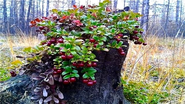 Вот это поворот! Отшельники - срочные новости 2022 | жизнь в тайге |отшельники | Агафья Лыкова|тайг