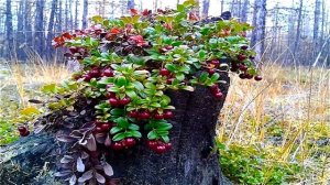 Вот это поворот! Отшельники - срочные новости 2022 | жизнь в тайге |отшельники | Агафья Лыкова|тайг