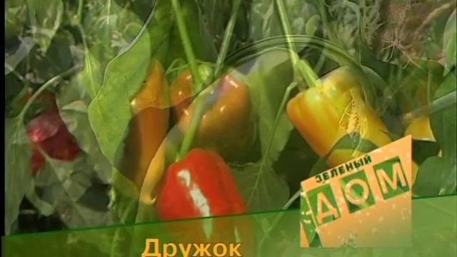 Сладкий перец.
