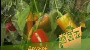 Сладкий перец.