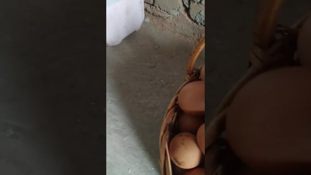 домашние яйца