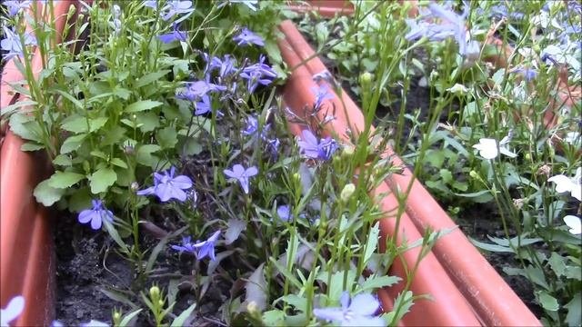 Лобелия ампельное растение для кашпо и бордюров! Лобелия.