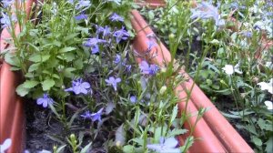 Лобелия ампельное растение для кашпо и бордюров! Лобелия.