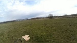 Натаска спаниеля по выпускному перепелу