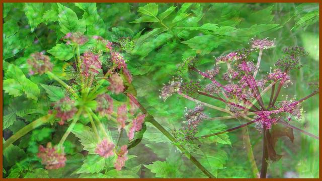 야셍화의신비 107편 바디나물, 30여 종의 질병을 다스리는 약재, 약재로 사용될 때에는 전호(前胡), 약초로는 흔히 연삼(軟蔘)이라고도함, смотреть онлайн