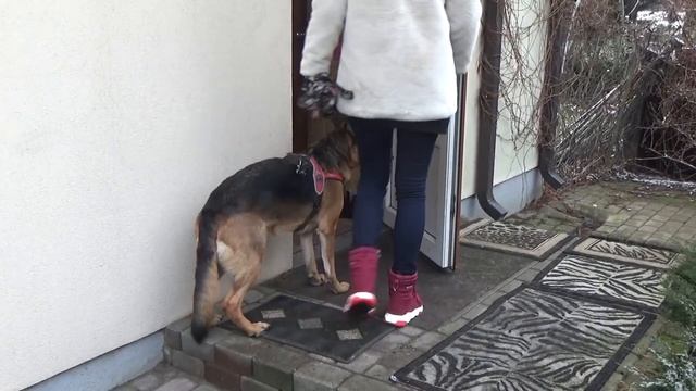 Примет ли нового щенка наша собака? смотреть онлайн