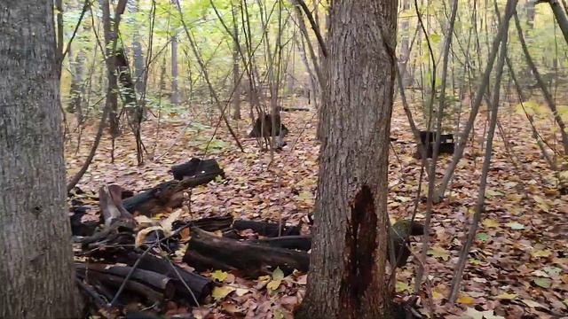 Белка делает заготовки на зиму, прячет орехи смотреть онлайн