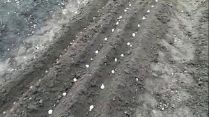 Посадка ЛУКА и ЧЕСНОКА под Зиму . Эксперимент Посев Чернушки Лука БАТУНА под ЗИМУ  17 октября 2020г