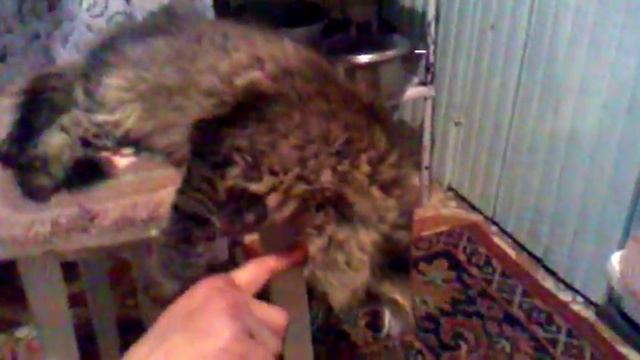 Кошка дохлая немножко